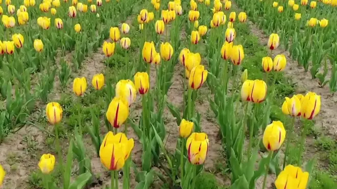 ट्यूलिप