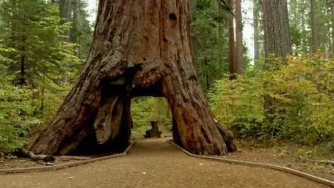 Дерево прославилось завдяки арці, через яку могло проїхати авто