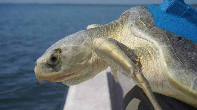 سلاحف كمب ريدلي مهددة بشدة بالانقراض