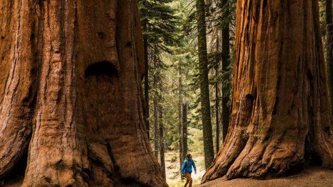 Homem caminhablaze crash funcionafloresta