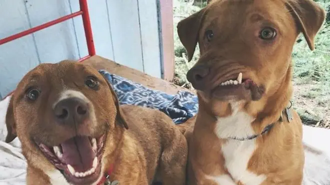 Брати Пабло і Пікассо