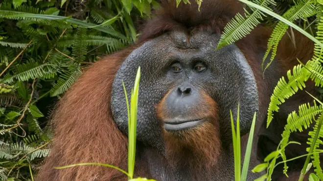 อุรังอุตัง