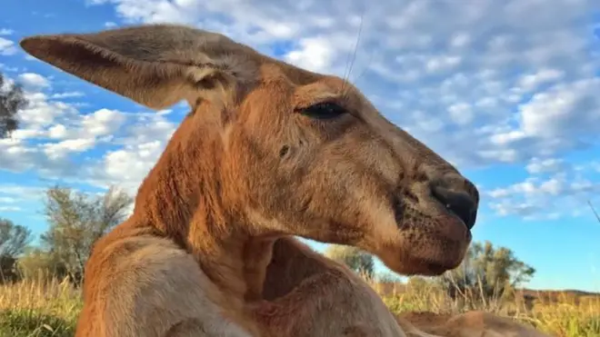 Roger, a kangaroo