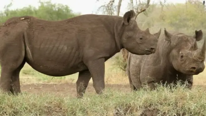 शिकार, तकनीक, गैंडे