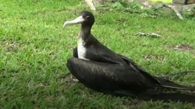 "අද්භූත කුරුල්ලා" හලාවතට අවේ කොහෙන්ද?