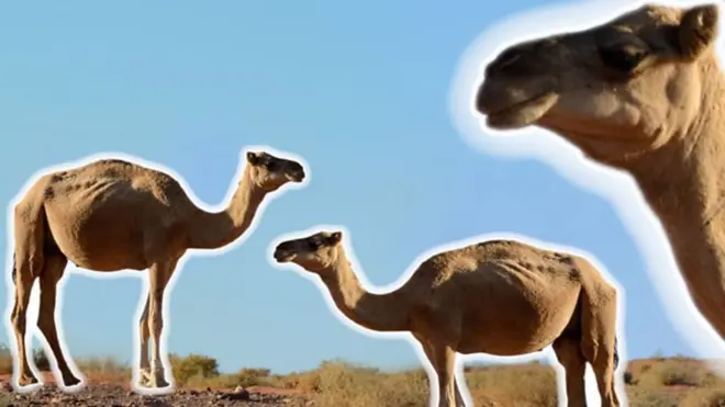 كيف ساعدت الإبل كوريا الجنوبية على محاربة كوفيد 19