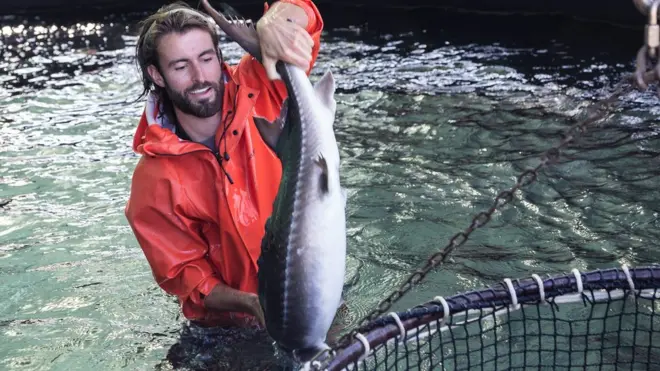 The global caviar market is worth around £670m a year