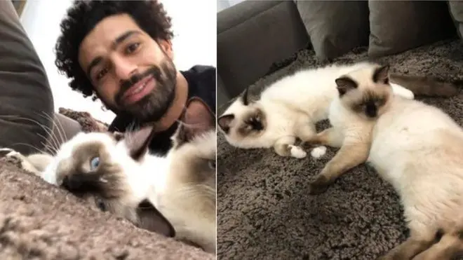 Salah défenseur des animaux