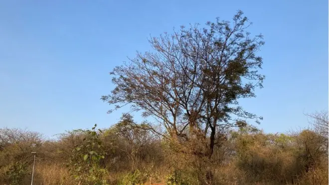 మాడిపోయినట్లు కనిపిస్తున్న వేప చెట్టు