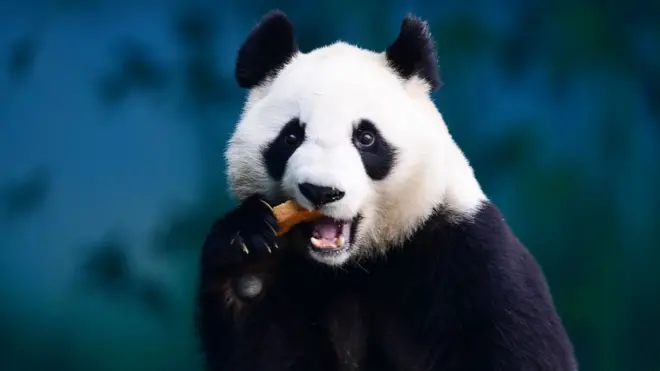 Панда