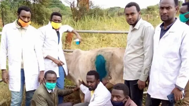 Ogeessota fayyaa garaacha horii keessaa pilaastika baasan