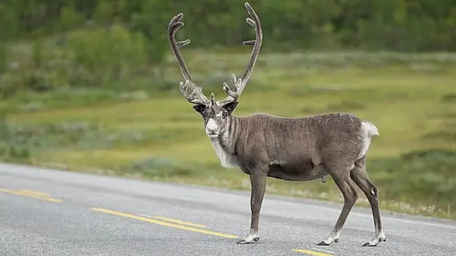 Un reno cruza la carretera en Sami, en el norte de Noruega.