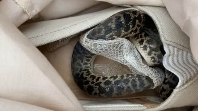 Staf SPCA Skotlandia mengeluarkan ular dan mengkarantinanya.