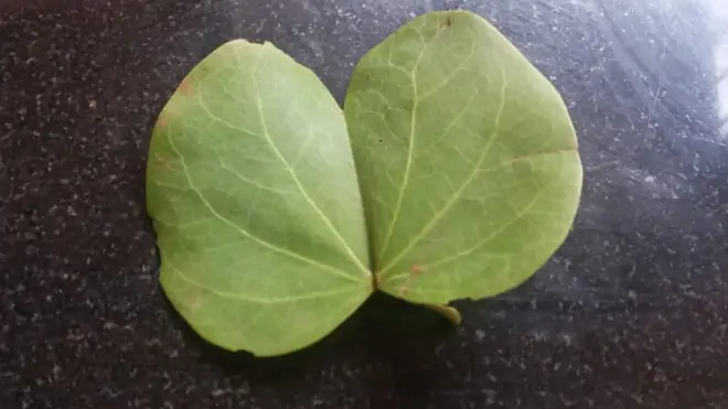 आपट्याचं पान