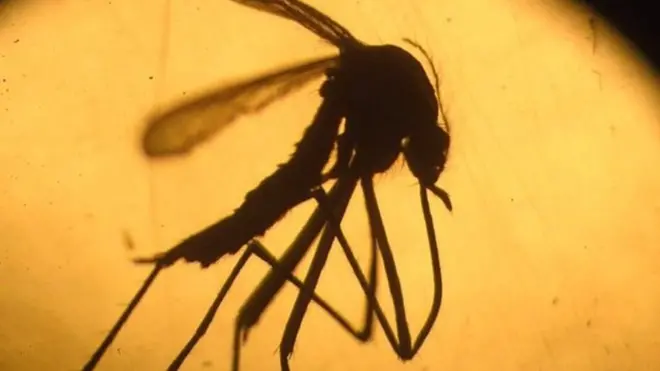 ज़ीका संक्रमण