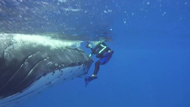 Baleia salvou bióloga de tubarão tigre