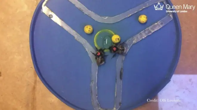 النحل يسجل أهدافا بالكرة