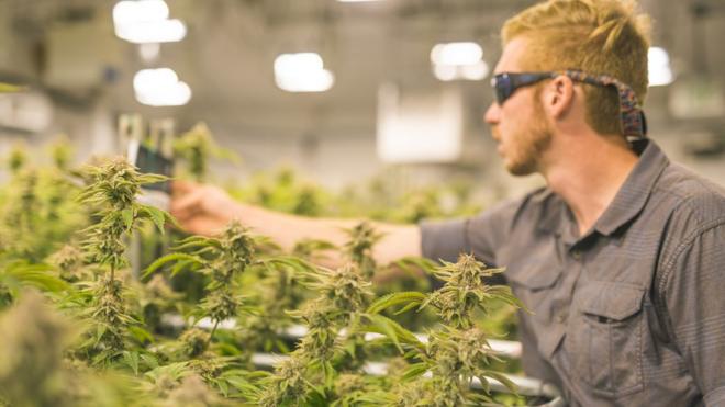 Produtoraplicativo aposta caixamaconha analisa a qualidade das plantas com um aparelho eletrônico