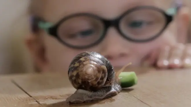Кого завести дома - гигантских улиток, тараканов или скорпионов?