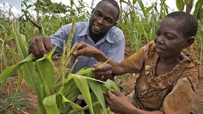 Mkulima Consolata akikagua mavuno yake karibu na Kibiti wilayani Rufiji eneo la pwani Tanzania