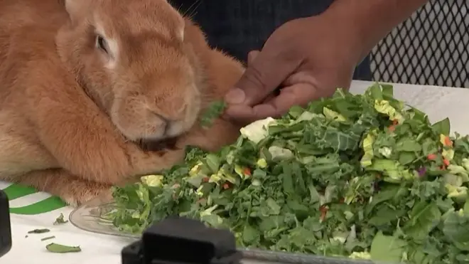 Takmičenje u jedenju salate