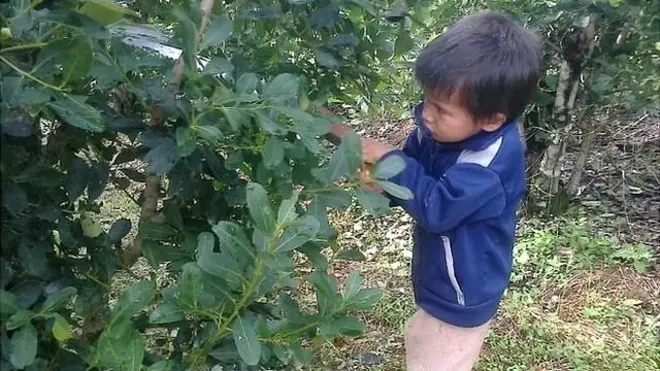 Imagen de un niño trabajando en los cultivos de mate, utilizada en la campaña para combatir en el tráfico infantil.