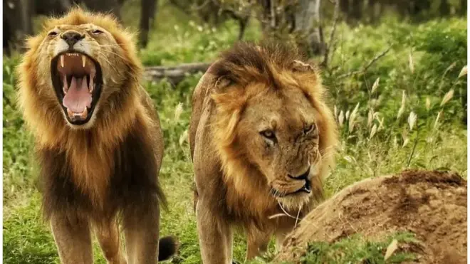 Kinihun oloola iju kuro lẹran aa sin ninu ile