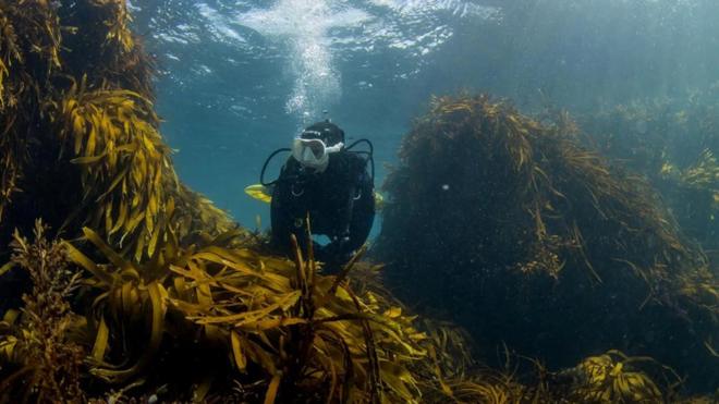 타푸테랑가 해양 보호구역에서 해양 생물을 탐사하고 있는 웰링톤 언더워터 클럽 회원들