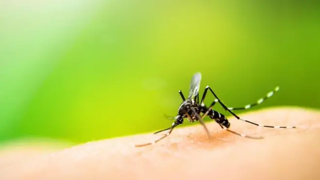 Insetos podem ser resistentes aos efeitos do álcool