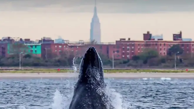 Кит около Нью-Йорка