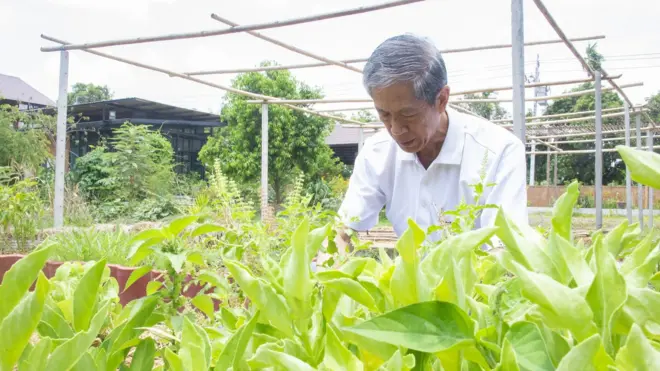 ภายหลังเจ้าหน้าที่เข้ายึดต้นกัญชา ผลิตภัณฑ์จากกัญชา และดำเนินคดีกับเจ้าหน้าที่ของมูลนิธิข้าวขวัญ เดชา ศิริภัทร มีกำหนดหารือเรื่องการสกัดกัญชาเพื่อการแพทย์กับกรมพัฒนาการแพทย์แผนไทยและการแพทย์ทางเลือก