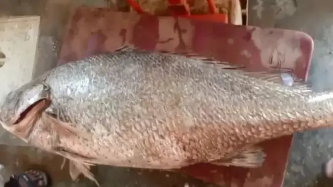 کروکر