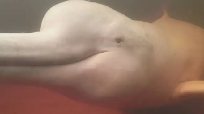 డాల్ఫిన్