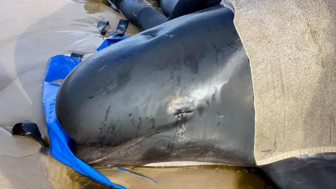 Rescuers have been trying to keep the stranded whales wet and cool