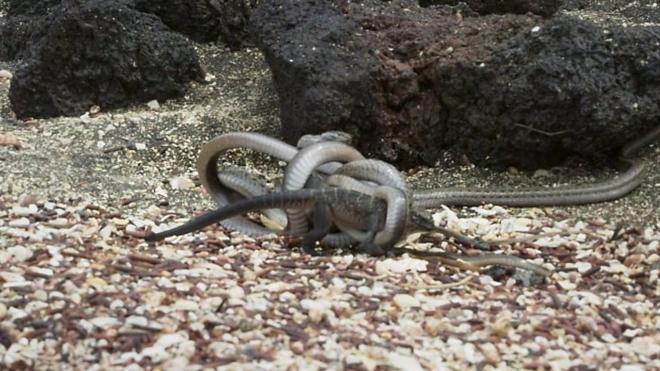 Iguana bebé atacada por serpientes