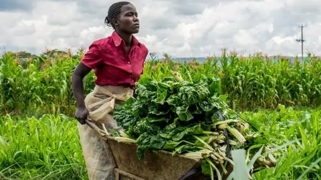 A generic shot of a Kenya vegetable farmer