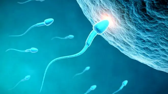 ਸ਼ੁਕਰਾਣੂ