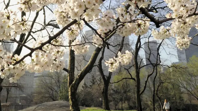 Çiçek açmış kiraz ağaçları