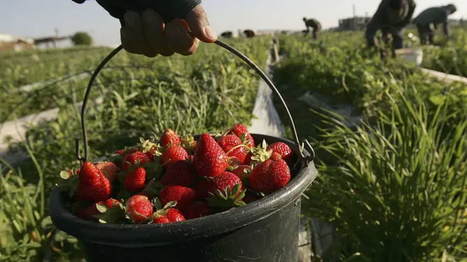 Як Польща потерпає без українських заробітчан