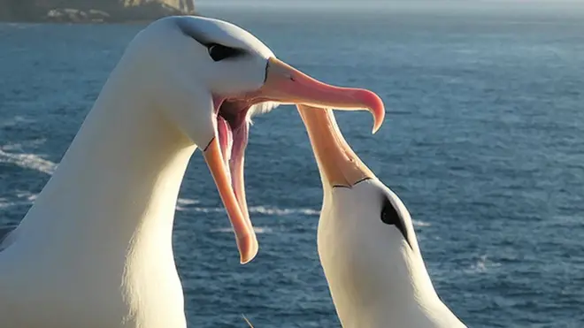 Albatrosses are some of the world's most loyal creatures when it comes to finding a breeding partner