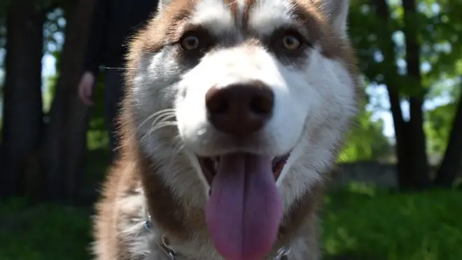 Husky in Kyrgyzstan