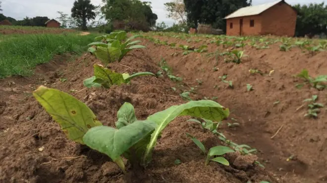 Tumbaku ikiwa shambani