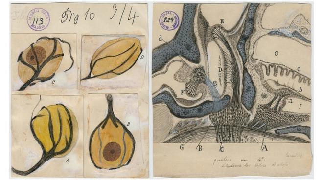 Dibujos de Santiago Ramón y Cajal