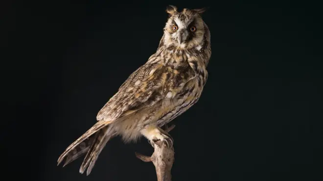 لماذا يربط الناس تفاؤلهم أو تشاؤمهم بحيوانات أو علامات؟