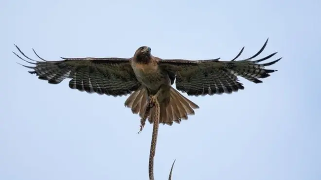 яструб і змія