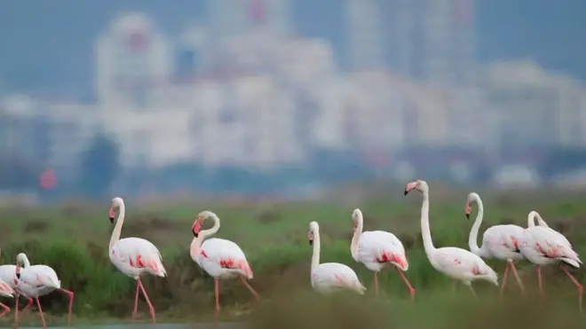 Gediz Deltası’ndaki otoban projesi flamingoları ‘tehdit ediyor’