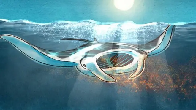 العلماء يتعلمون من "شيطان البحر" تصفية المحيطات