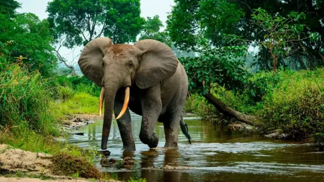 Voi rừng có mặt khắp rừng mưa Trung Phi, nơi chúng tác động đến sự phát triển của thảm thực vật