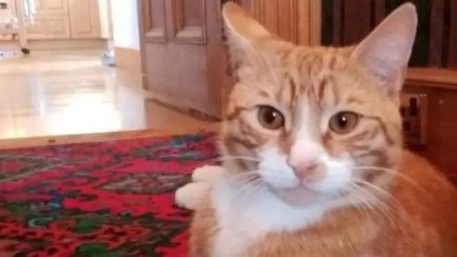 Кот по кличке Медведь, поймав Рози Блум, был невероятно доволен собой