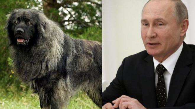 Pas i Vladimir Putin